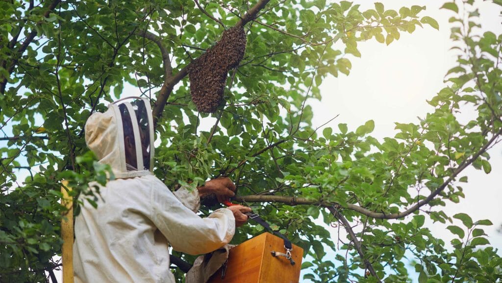 Bee Removal