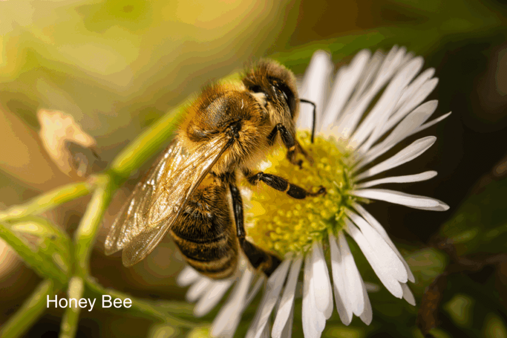 Honey Bee