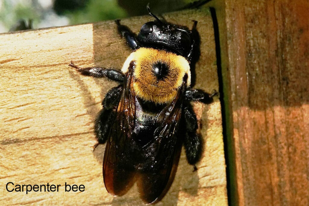 carpenter bee